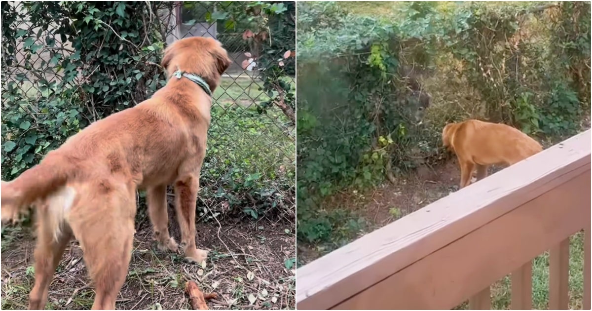 Puppy Removes Gap In Ivy To Get A Better View Of Someone
Nextdoor