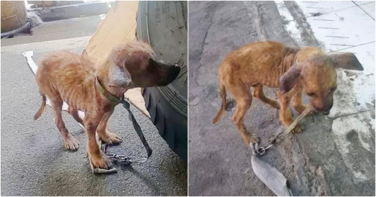 Puppy Went From Scrawny And Forgotten To A Regal Dog Thanks
To Kind Hearts