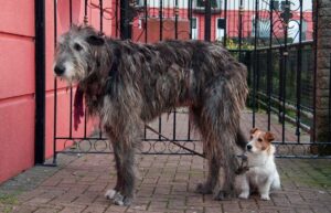 Ranking The 10 Tallest Dog Breeds By Height