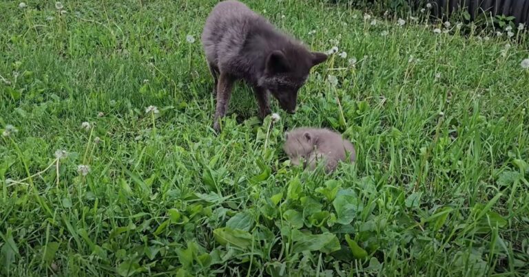 Rescuer Introduces New Pup to the Pack, Anxiously Awaiting
Their Acceptance