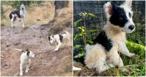 Rescuers Turn Onto Logging Road And Find Dog Family
Shivering In The Rain