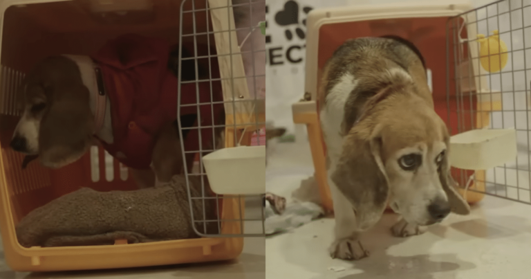 Resilient Beagle Who Spent Years in a Laboratory Cage
Finally Finds Love and a Forever Family