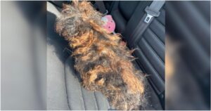 Severely Matted Dog Who Looked Like A Wig Is Restored To Her
Natural Beauty