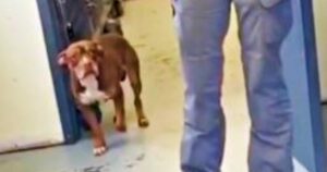 Shelter Dog’s Long Walk Down Hallway Led To Every Emotion
She Could’ve Felt