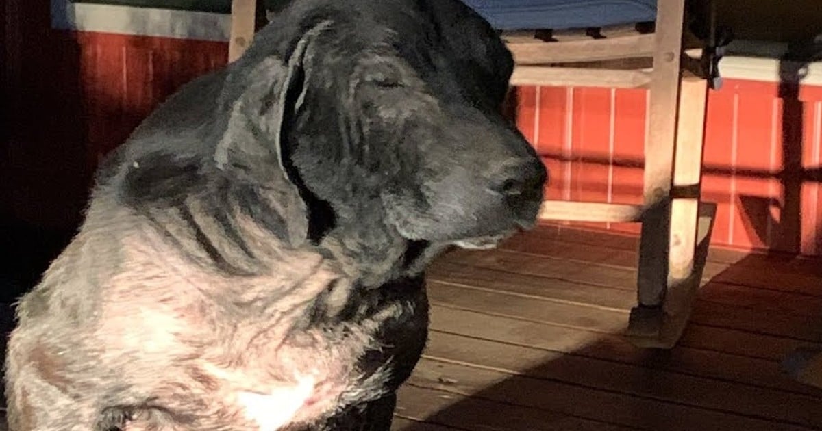 Stray Dog Plants Himself on Couple’s Porch, Pleading to Be
Adopted