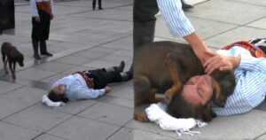 Stray Dog Steals the Show, Comforts ‘Injured’ Street
Performer