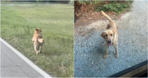 Stray Pup Chased Down Doggy Daycare Bus To Find A
Home