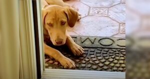 Stray Puppy Was Welcomed By Family But He Remained Outside,
Unsure Of Himself