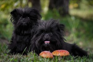 The 10 Cutest Black Dog Breeds