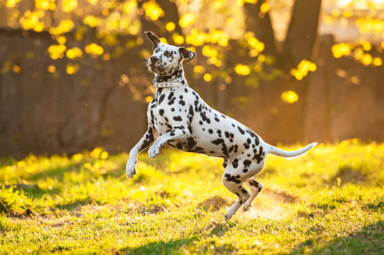 The 10 Most Exuberant Dog Breeds On The Planet