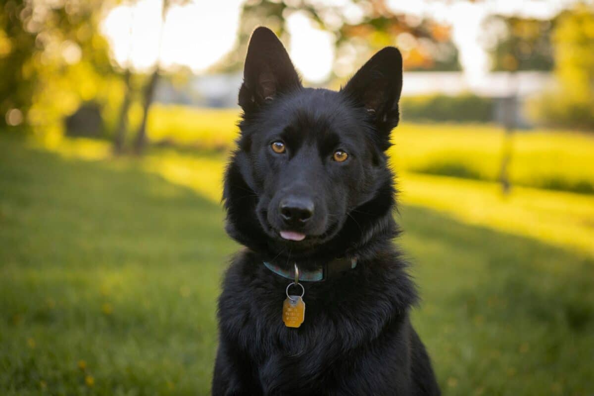 The 6 Rarest German Shepherd Colors