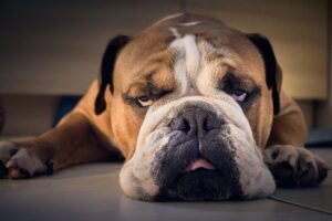 The Surprising Reason Dogs Sometimes Sleep With Their Eyes
Open