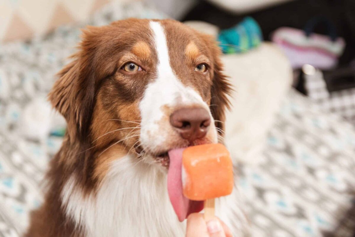 The Surprising Reason Some Dogs Are Obsessed With Ice
Cubes