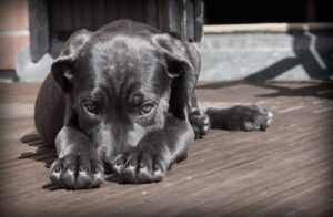 The Unexpected Emotion Behind Your Dog’s Guilty Look