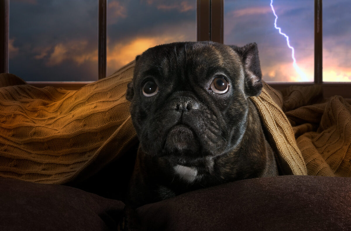 The,Dog,Is,Afraid,Of,Thunderstorms.,Bulldog,Hiding,Under,A