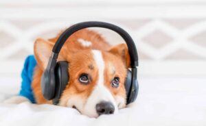 The Unexpected Reason Some Dogs Tilt Their Heads When They
Hear Music