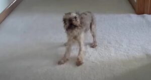 Tiny Dog Seeks Hilarious Revenge on Dad After Bath Time
Meltdown