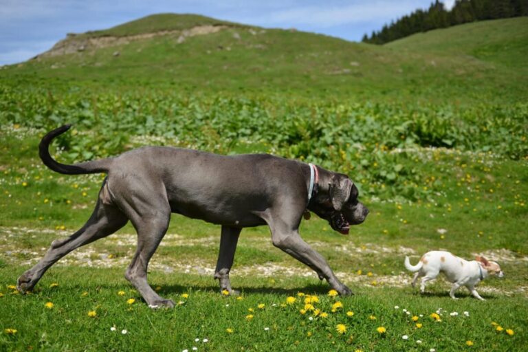 Top 11 Biggest Dog Breeds On Earth