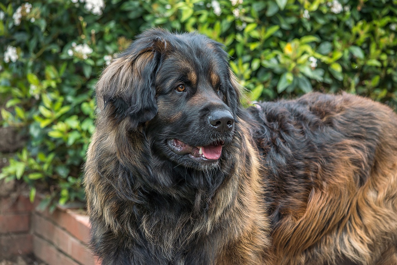 Top 12 Most Gentle Giant Dog Breeds: We Countdown The Dogs
Who Are Big but Incredibly Sweet