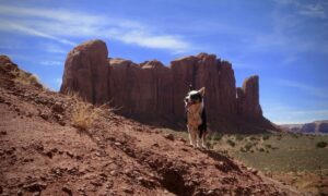 Top 13 Places To Travel With Your Dog In North
America