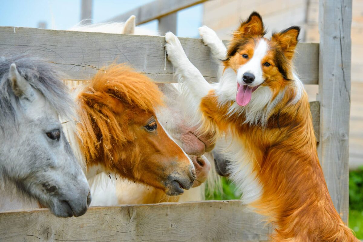 Top 14 Farm Dogs That Will Work Harder Than You Do!