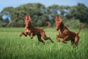 Top 8 Dog Breeds for Extreme Climates