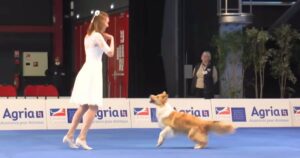 Unforgettable Performance As Dancer and Border Collie ‘Steal
the Show’ at World Championship