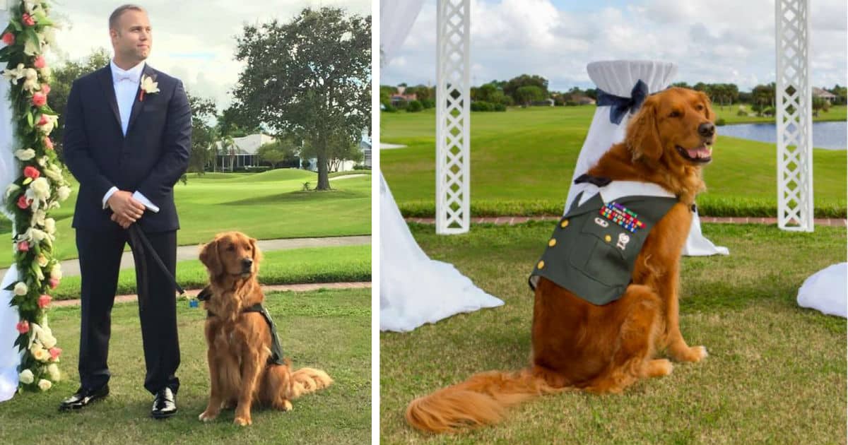 Veteran Honors Service Dog by Making Him Best Man at
Wedding