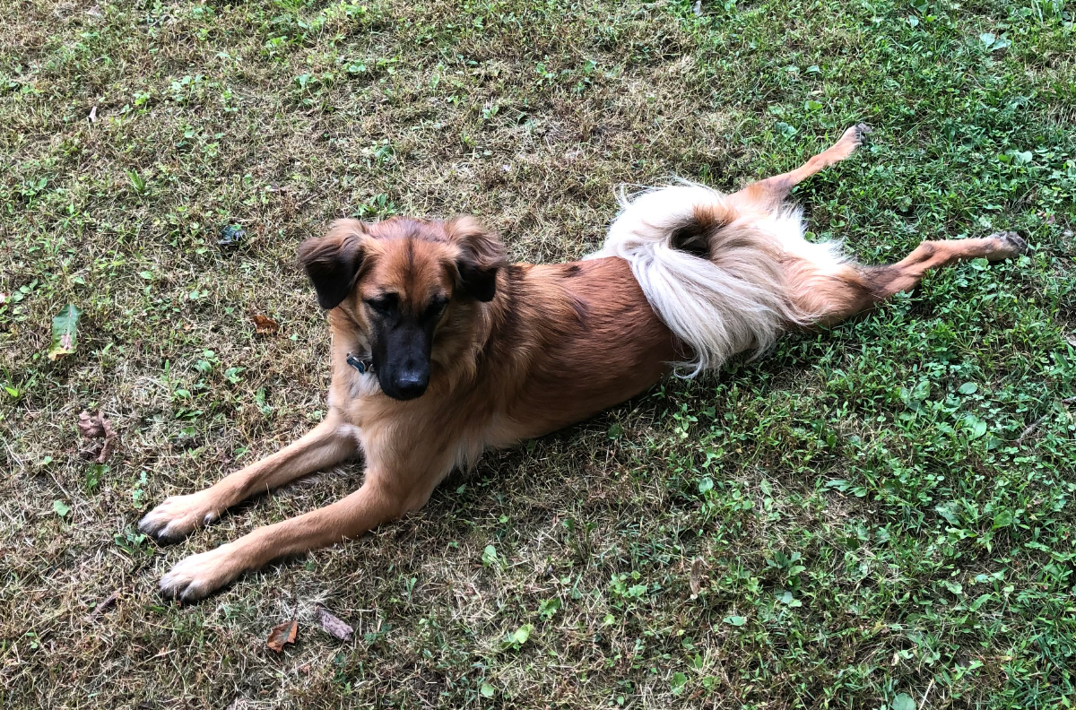 Manic splooting