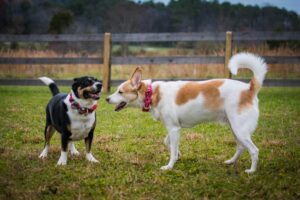 What Your Dog’s Tail Wagging Really Means: It’s Not Always
Happiness