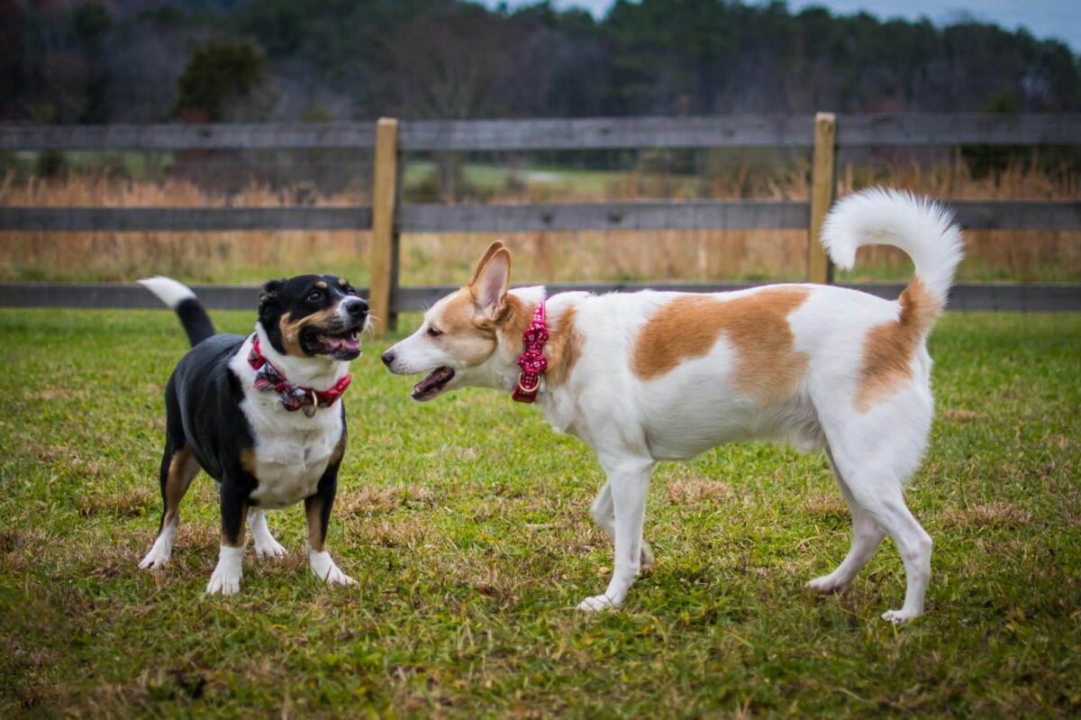 What Your Dog’s Tail Wagging Really Means: It’s Not Always
Happiness