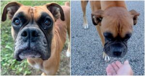 When Woman Stumbled Across Stray Boxer, It Was Clear He
Wanted More Than Food