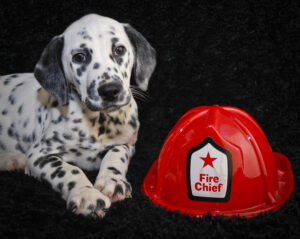 cute Dalmatian puppy laying with a fire helmet on a black background