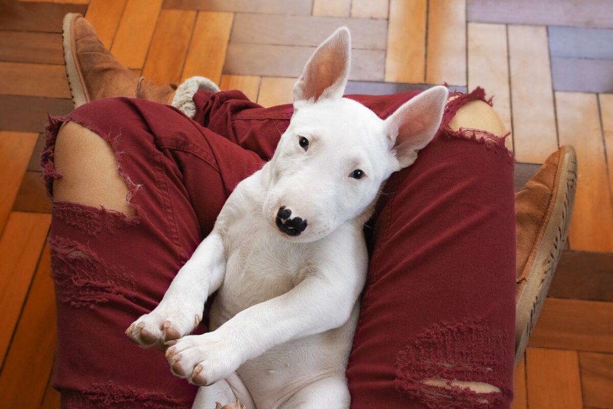 Why Bull Terriers Are Your Home’s Ultimate Defender