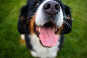 Why Do Dogs Have Whiskers? Their Purpose Will Amaze
You