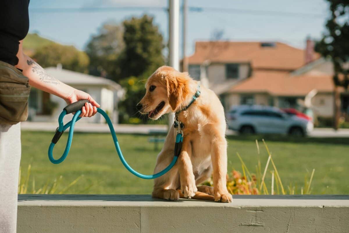 Why Do Dogs Sometimes Refuse To Walk? It’s Not Always
Stubbornness