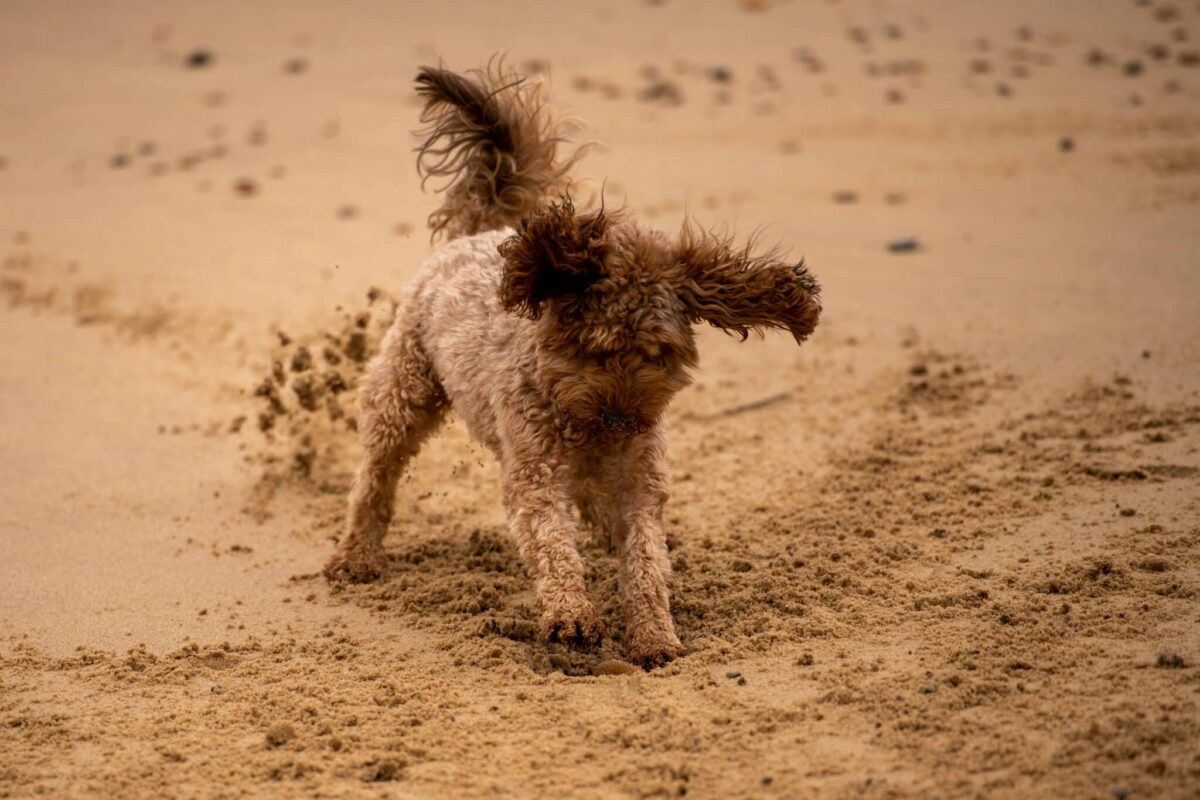 Why Do Dogs Sometimes Scratch The Ground After
Pooping?