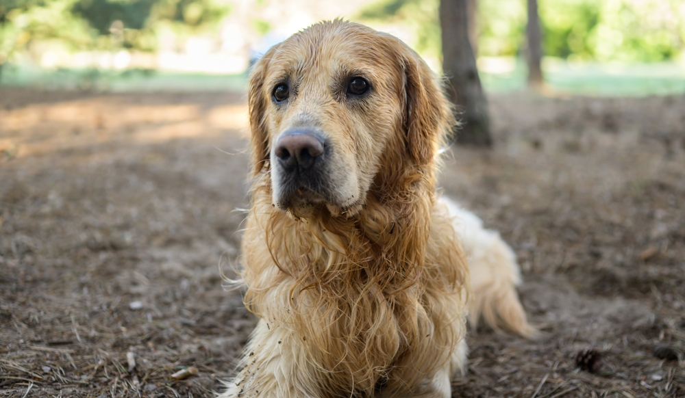 wet golden retriever dog lying at a campsite