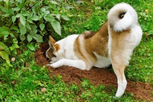 Why Dogs Dig: It’s Not Just About Burying Bones