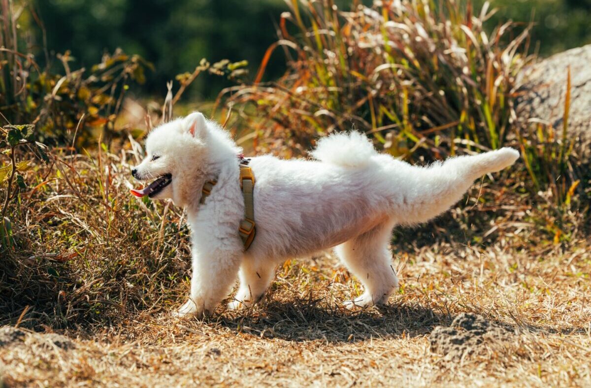 Why Dogs Kick After Pooping: It’s Not Just A Quirky
Habit