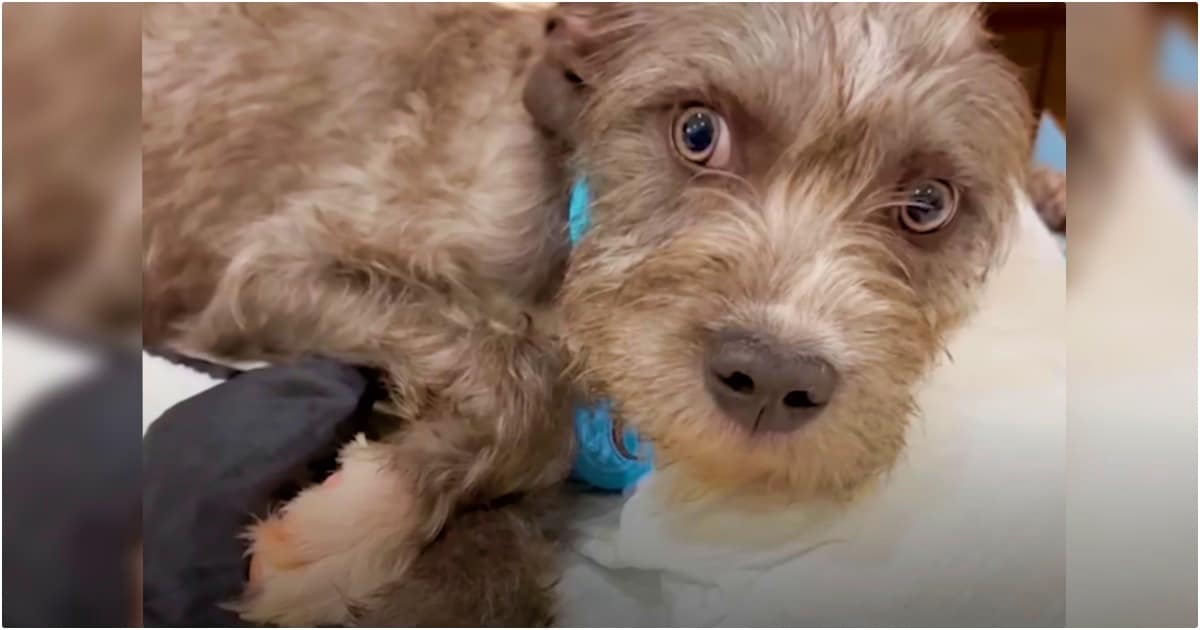 Woman Uncovers Cause Of Puppy’s Fear So He Can Lead A Full
Life