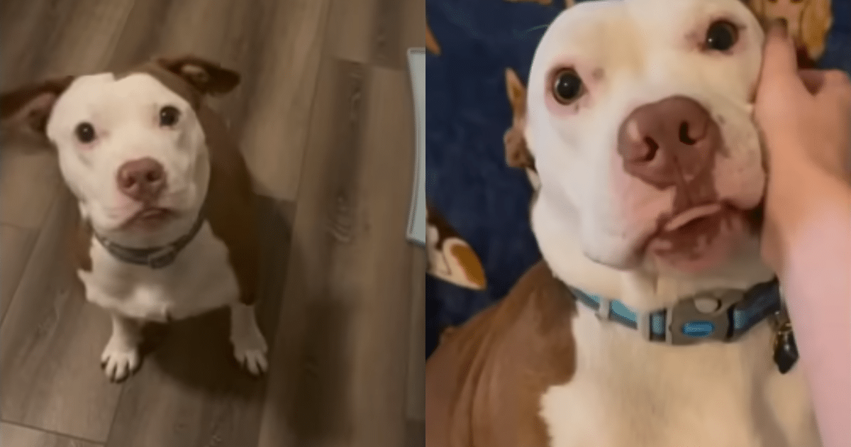 Woman’s Rescue Pittie Gets the Sweetest Welcome from Her
Husband, Melting Hearts