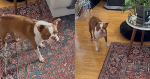 You’ll Never Guess What This Dog is Barking At And the
Reason is Funnier and More Relatable Than You Think