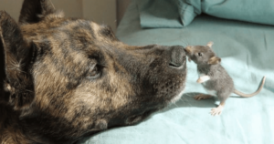 ‘Depressed’ Therapy Dog’s Life Changes When He Befriends a
Rat