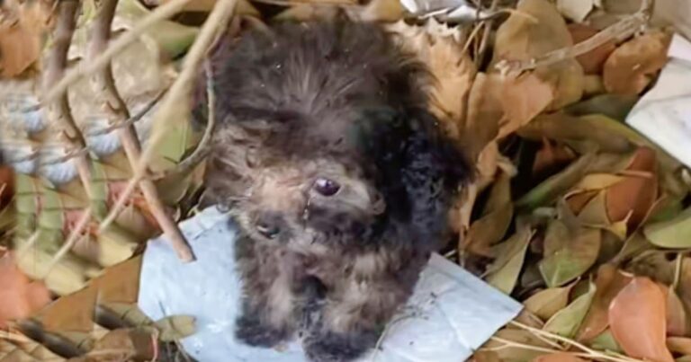 ‘Palm-Sized’ Puppy Sat On A Leaf Pile, Intimidated By The
Giant World