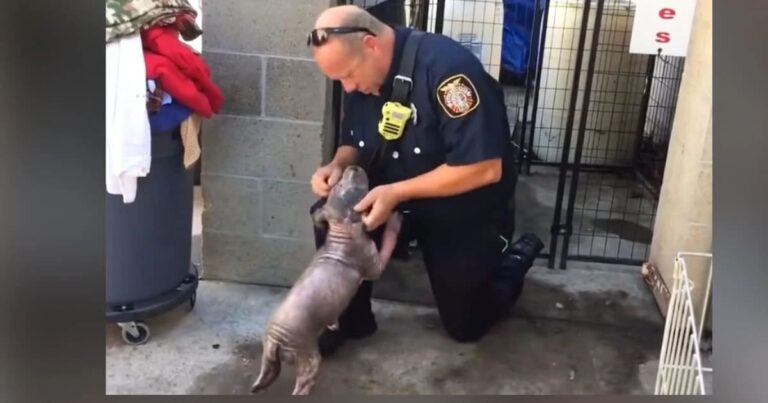 ‘Sad’ Pink Puppy Was Overjoyed As Firefighter Who Saved Her
Returns To Shelter