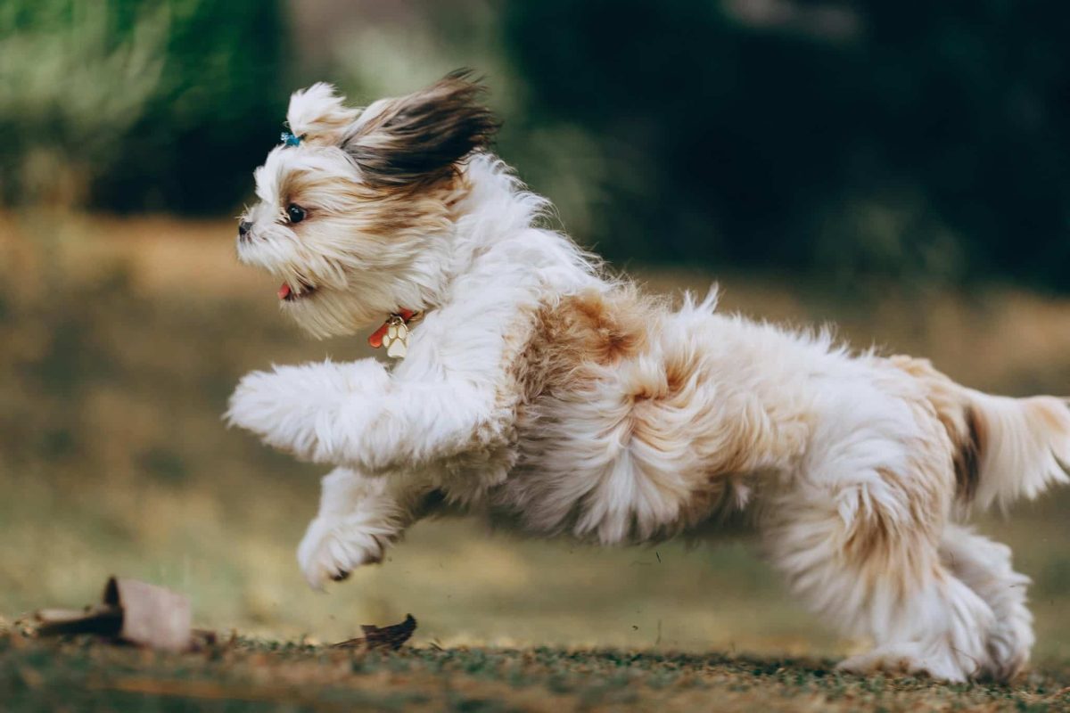 10 Clever Tricks To Tire Out Even The Most Energetic
Dogs