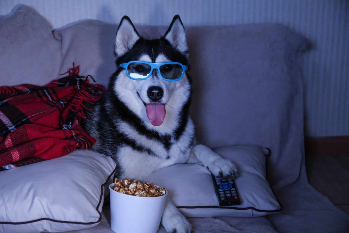 10 Dog Breeds Perfect for Night Owls Who Love Late-Night
Company