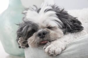 10 Dog Breeds That Are Perfect for a Chill, Low-Energy
Lifestyle