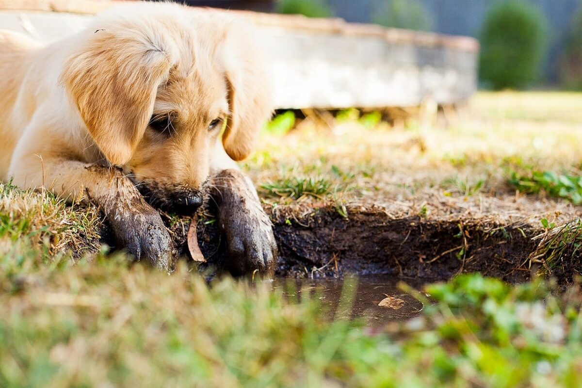 10 Dog Breeds That Love To Play In The Mud